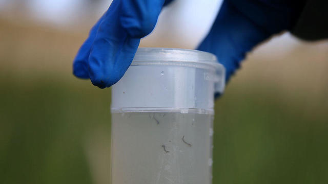 California Health Officials Warn Of Increase West Nile Activity This Season As Drought And Heat Could Spread Disease 