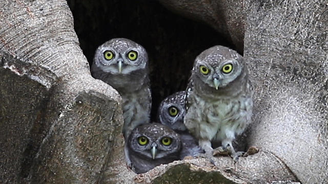 owls-1280.jpg 